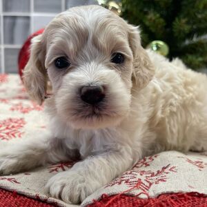 Cockapoo Puppy Brie