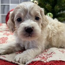 Cockapoo Puppy Brie