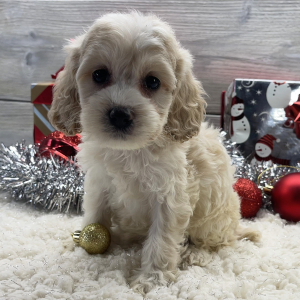 Cockapoo Puppy Brie