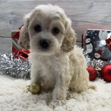 Cockapoo Puppy Brie