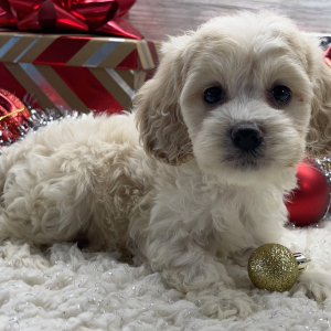 Cockapoo Puppy Brie
