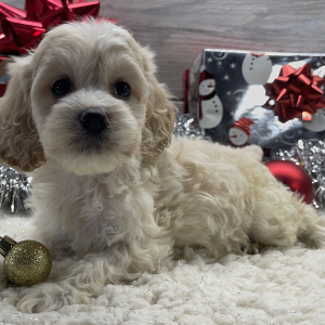Cockapoo Puppy Brie