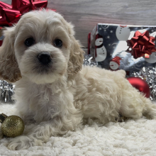 Cockapoo Puppy Brie