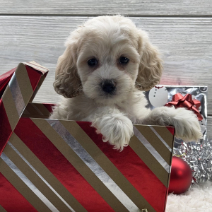 Cockapoo Puppy Brie