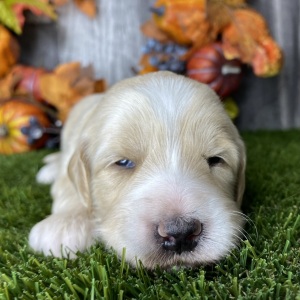 Goldendoodle Puppy Betsy