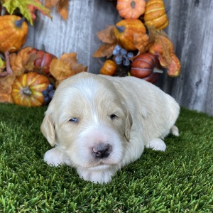 Goldendoodle Puppy Betsy