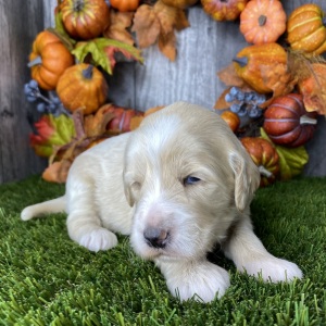 Goldendoodle Puppy Betsy