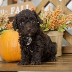 Poodle Puppy Rhett