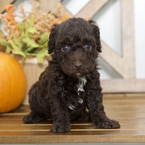 Poodle Puppy Rhett