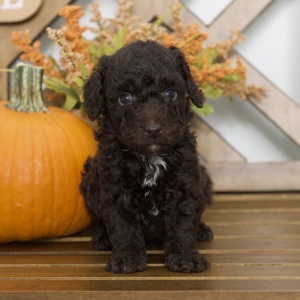 Poodle Puppy Rhett