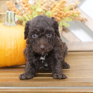 Poodle Puppy Rhett