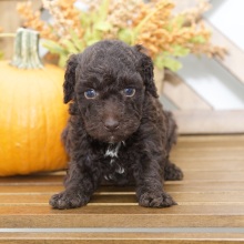 Poodle Puppy Rhett