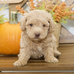 Poodle Puppy Reed