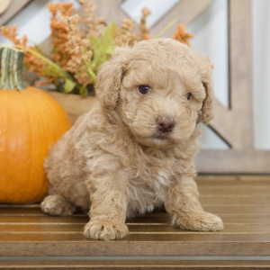Poodle Puppy Reed