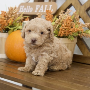 Poodle Puppy Reed