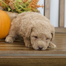 Poodle Puppy Reed