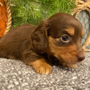 Dachshund Puppy Sasha