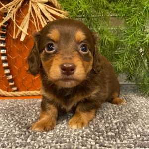 Dachshund Puppy Sasha