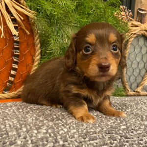Dachshund Puppy Sasha