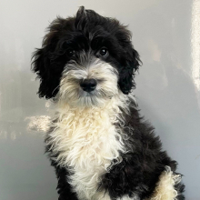 Bernedoodle Puppy Zephyr