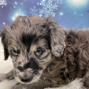 Goldendoodle Puppy Rudy