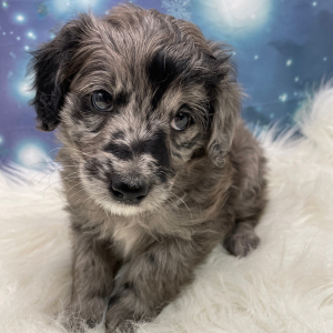 Goldendoodle Puppy Rudy