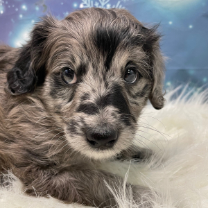 Goldendoodle Puppy Rudy