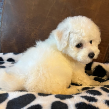 Bichon Frise Puppy Bentley