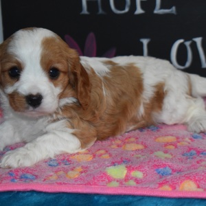 Cavapoo Puppy Alice