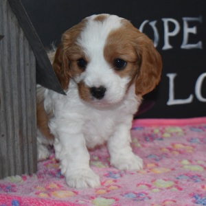 Cavapoo Puppy Alice