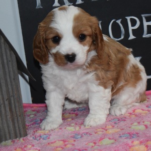 Cavapoo Puppy Alice