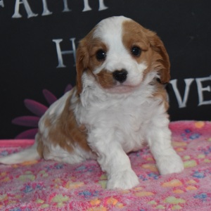 Cavapoo Puppy Alice
