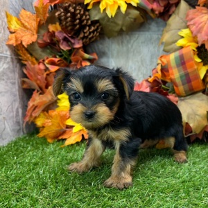 Yorkshire Terrier Puppy Acorn