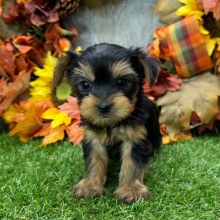 Yorkshire Terrier Puppy Acorn