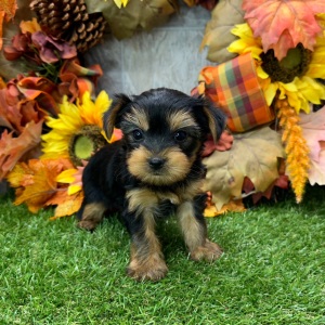 Yorkshire Terrier Puppy Acorn