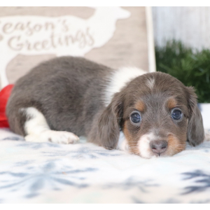 Dachshund Puppy Sheba