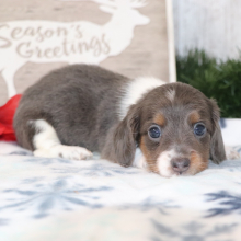 Dachshund Puppy Sheba