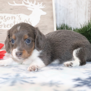 Dachshund Puppy Sheba
