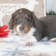 Dachshund Puppy Sheba