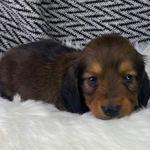 Dachshund Puppy Eisha