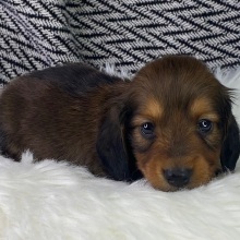 Dachshund Puppy Eisha