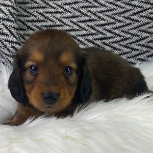 Dachshund Puppy Eisha