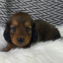 Dachshund Puppy Eisha
