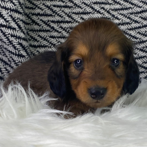 Dachshund Puppy Eisha