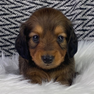 Dachshund Puppy Eisha