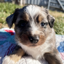 Australian Shepherd Puppy George