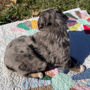 Australian Shepherd Puppy George