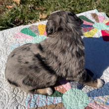 Australian Shepherd Puppy George