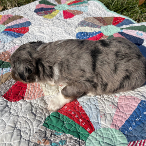 Australian Shepherd Puppy George