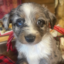 Australian Shepherd Puppy George